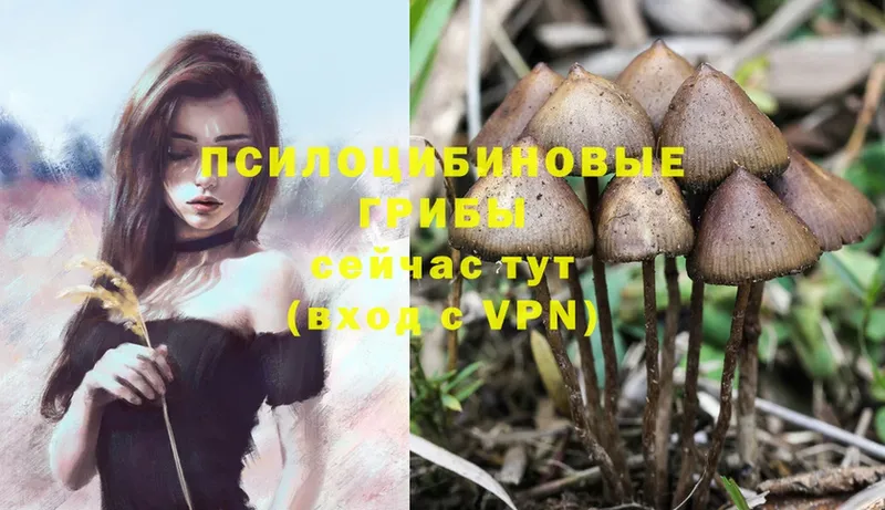 купить   Каменск-Уральский  Галлюциногенные грибы MAGIC MUSHROOMS 